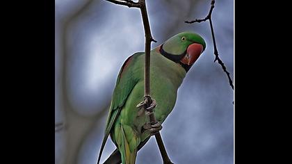 İskender papağanı