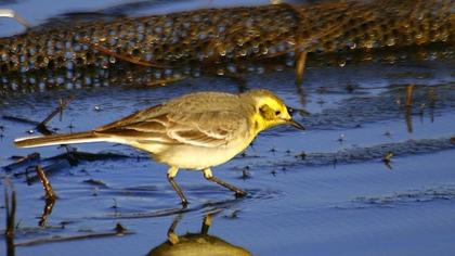 Sarıbaşlı kuyruksallayan