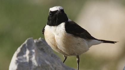 Karakulaklı kuyrukkakan