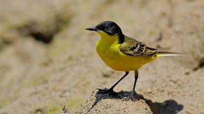 Sarı kuyruksallayan