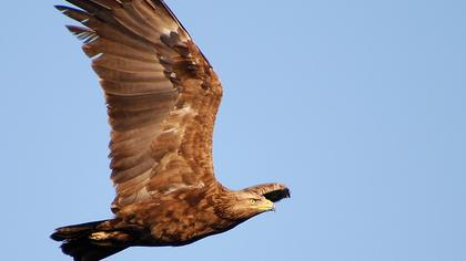Küçük orman kartalı
