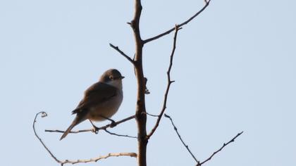 Küçük akgerdanlı ötleğen