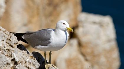Van gölü martısı