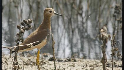 Akkuyruklu kızkuşu