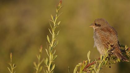 Kızılsırtlı örümcekkuşu