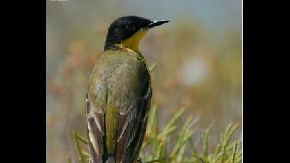 Sarı kuyruksallayan