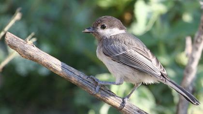 Akyanaklı baştankara