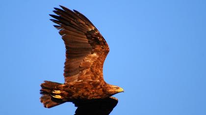 Küçük orman kartalı