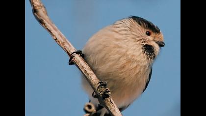 Uzunkuyruklu baştankara