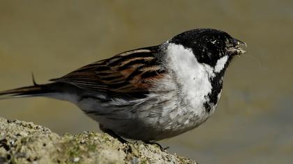 Bataklık Kirazkuşu