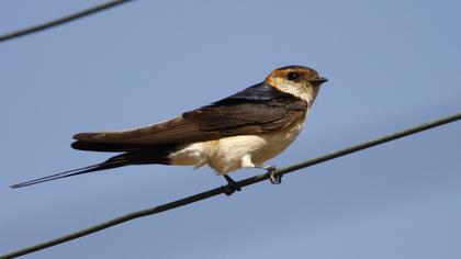 Kızıl kırlangıç