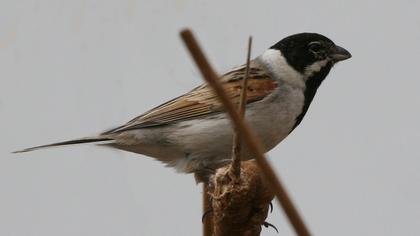 Bataklık Kirazkuşu