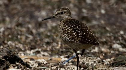 Orman düdükçünü