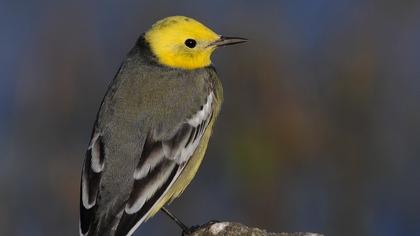 Sarıbaşlı kuyruksallayan