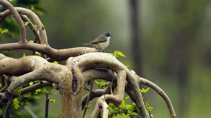 Küçük akgerdanlı ötleğen