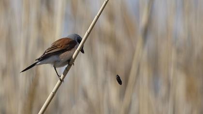 Kızılsırtlı örümcekkuşu