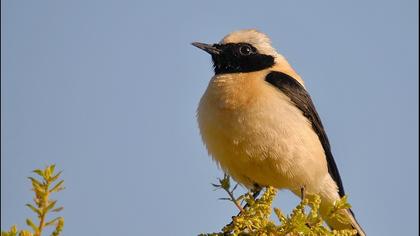 Karakulaklı kuyrukkakan