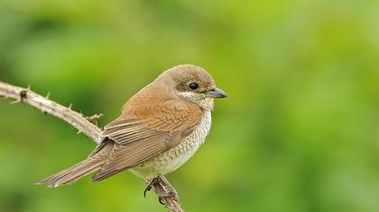 Kızılsırtlı örümcekkuşu