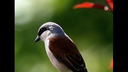 Kızılsırtlı örümcekkuşu