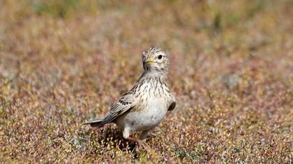 Türkistan çorak toygarı