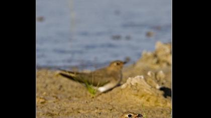 Bataklıkkırlangıcı