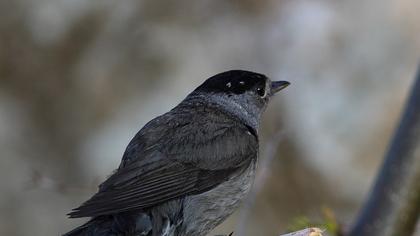 Karabaşlı ötleğen