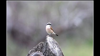 Kızılsırtlı örümcekkuşu