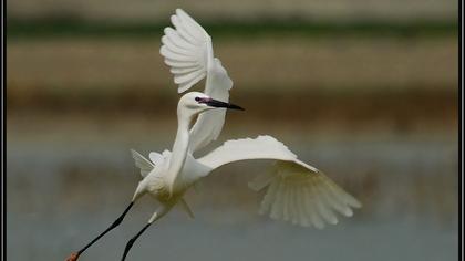 Küçük ak balıkçıl