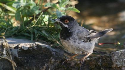 Karaboğazlı ötleğen