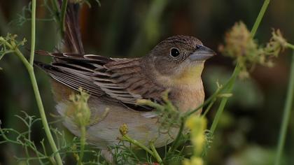Karabaşlı kirazkuşu