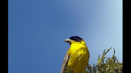 Karabaşlı kirazkuşu
