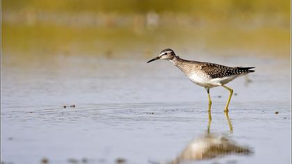 Orman düdükçünü