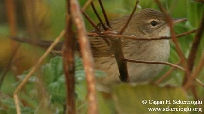 Çekirge kamışçını