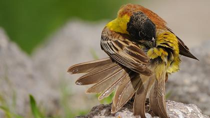 Karabaşlı kirazkuşu