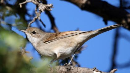 Akgerdanlı ötleğen