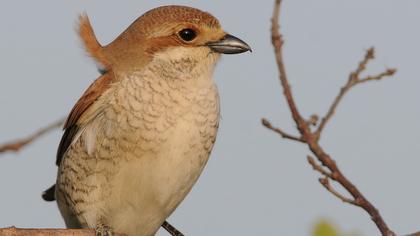 Kızılsırtlı örümcekkuşu
