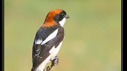 Kızılbaşlı örümcekkuşu