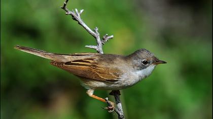 Akgerdanlı ötleğen