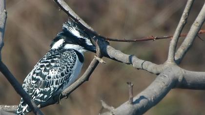 Alaca yalıçapkını