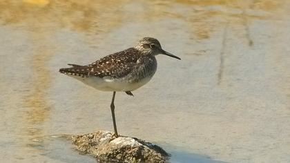 Orman düdükçünü