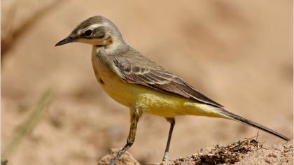 Sarı kuyruksallayan