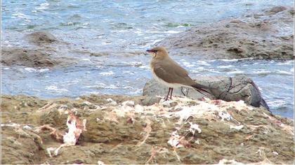 Bataklıkkırlangıcı