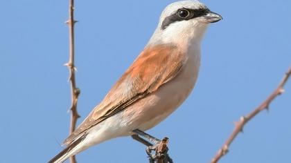 Kızılsırtlı örümcekkuşu