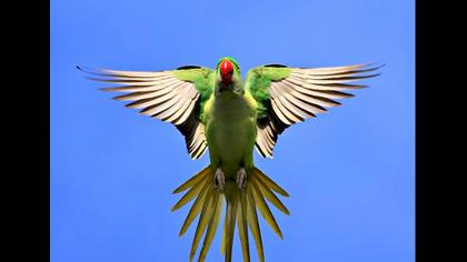 İskender papağanı