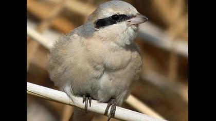Türkistan örümcekkuşu