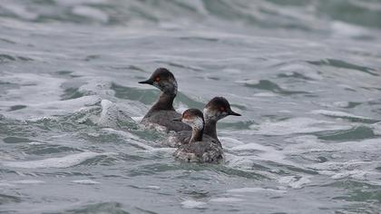 Karaboyunlu batağan