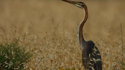 Erguvani balıkçıl