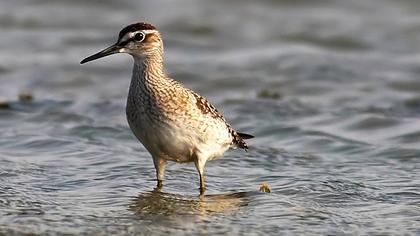 Orman düdükçünü