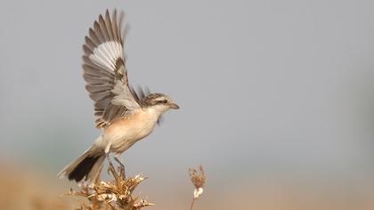 Maskeli örümcekkuşu