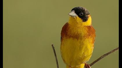 Karabaşlı kirazkuşu